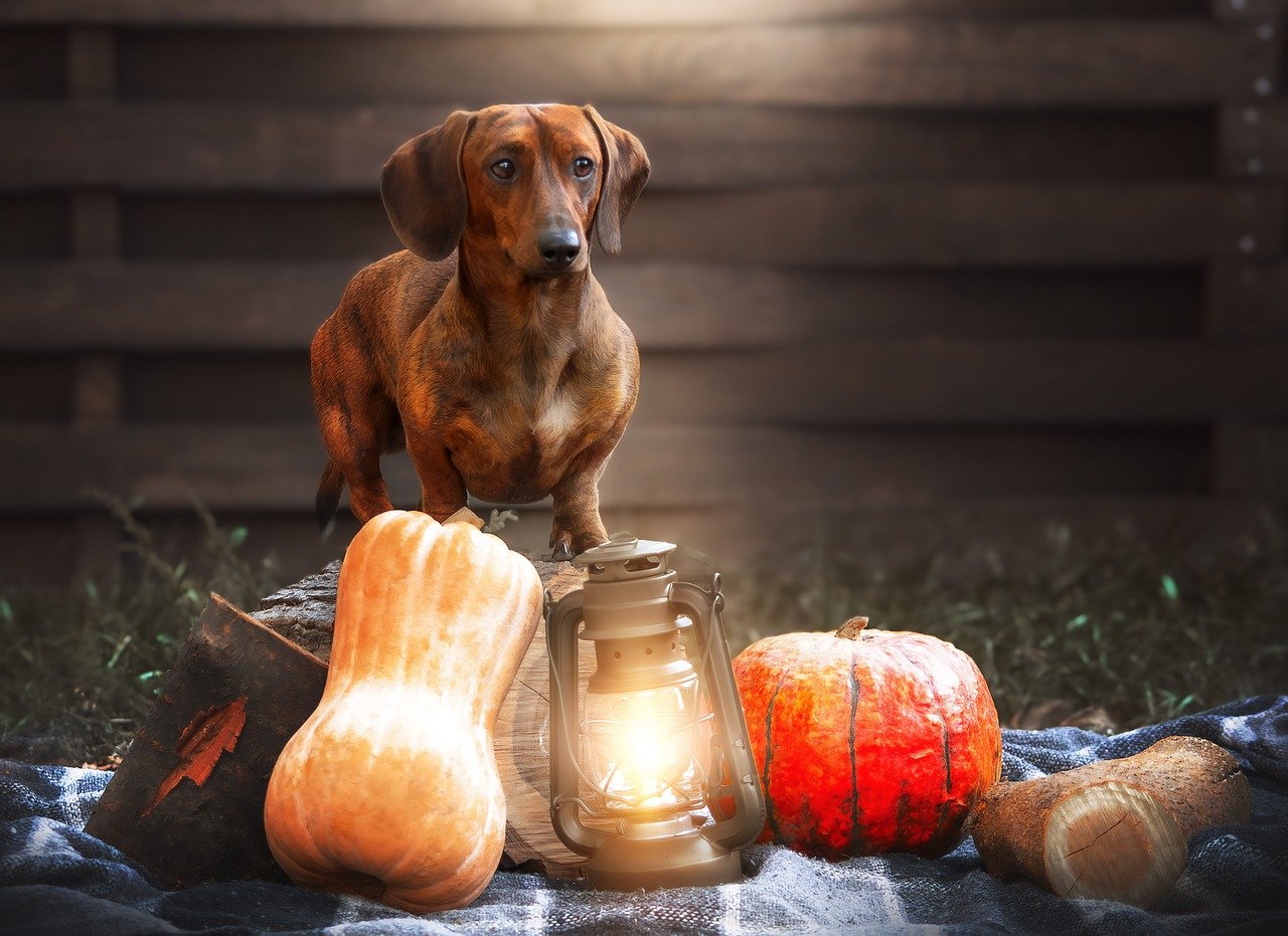 How to Protect Your Pet from Common Household Dangers